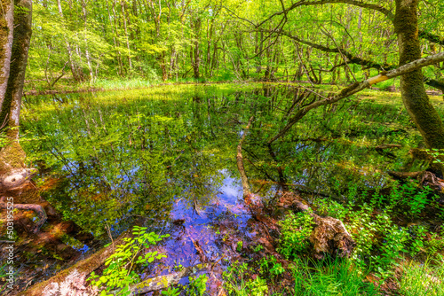 Beautiful pond in the sprin...