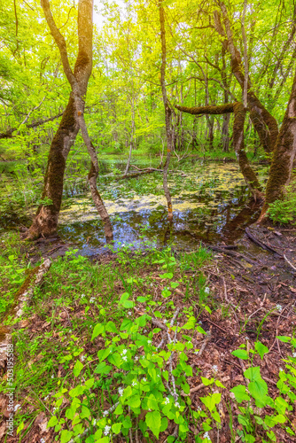 Beautiful pond in the sprin...