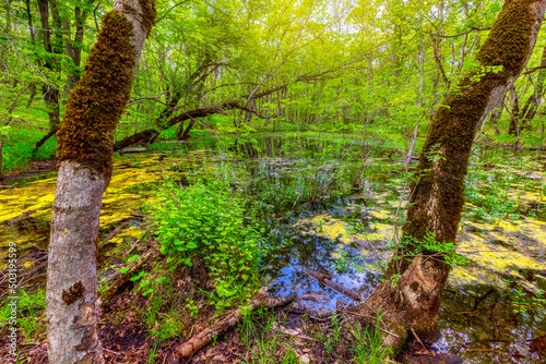 Beautiful pond in the sprin...
