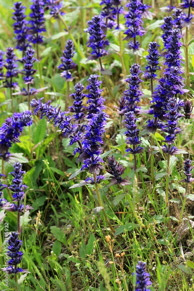 Blue Ajuga reptans flowers in a meadow on a blurry background Blue Ajuga reptans flowers in a meadow on a blurry background