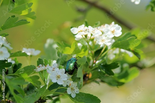 Green beetle Cetonia aurata on white hawthorn flowers on a blurry background