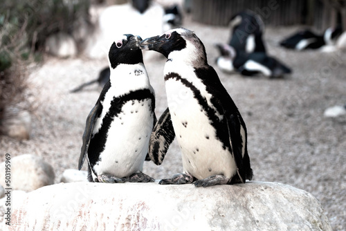 Slika na platnu Penguins Kissing on the Rocks