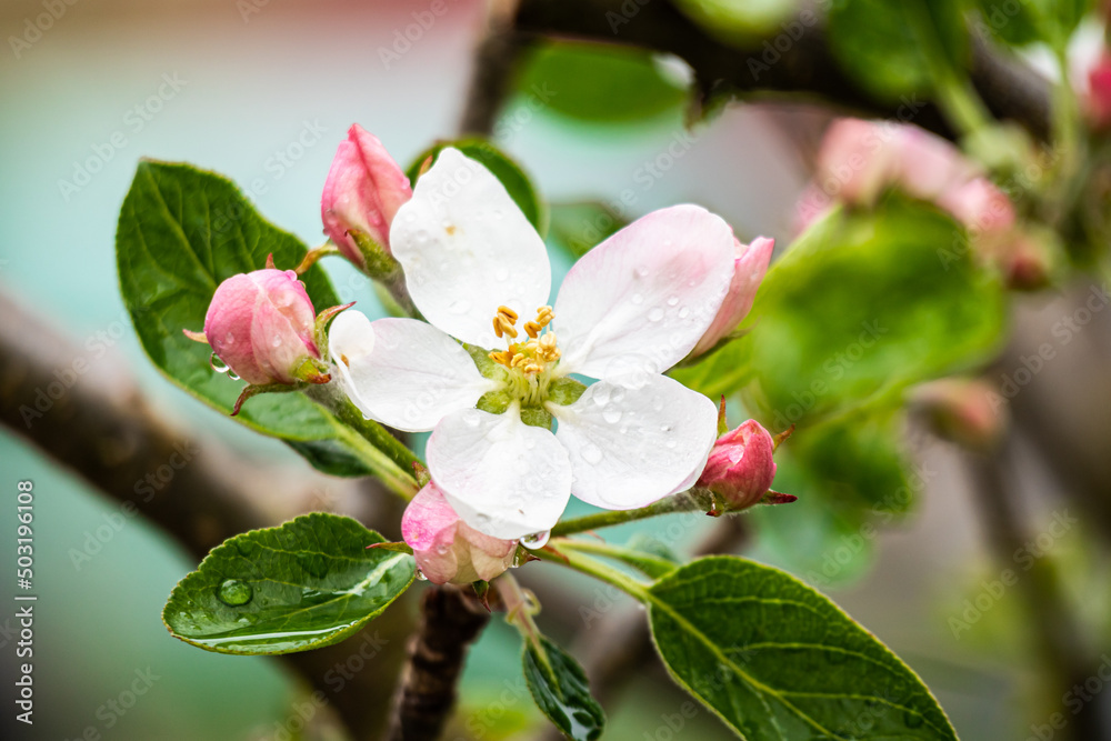 Obraz premium Apple blossom - spring background with fresh bloom on tree