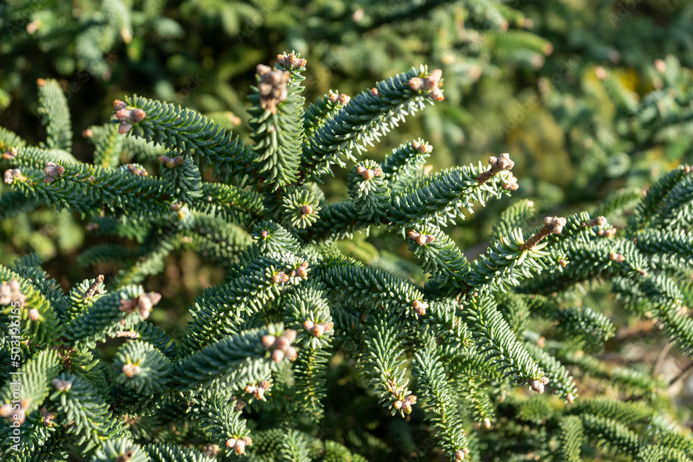 ABIES PINSAPO TREE IN A MOUNTAIN RANGE IN ANDALUSIA