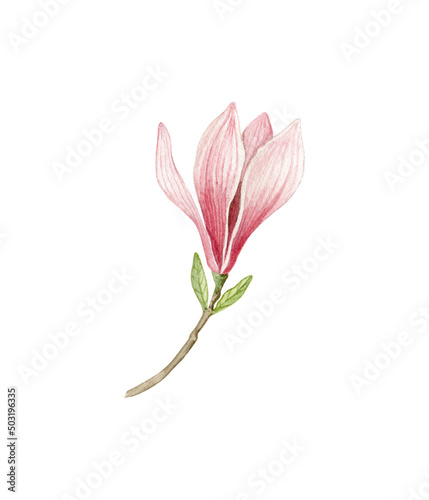 Pink magnolia. Spring flowers clipart. Watercolor illustration isolated on white.