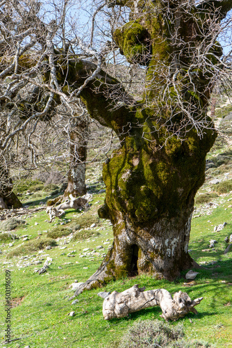 ANDALUSIAN GALL OAK TREE ON A MOUNTAIN IN ANDALUSIA