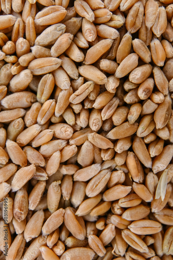 Wheat harvest. Wheat grain background. Whole grain kernels of wheat close-up. Wheat harvest. Wheat grain background. Whole grain kernels of wheat close-up.
