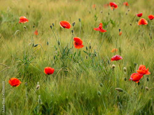Red poppy flowers on field of rye. Green plants with red buds. Beautiful and fragile flowers at summer.