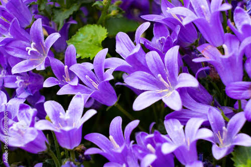 Purple Perennial Campanula, Bellflower, Canterbury Bells 