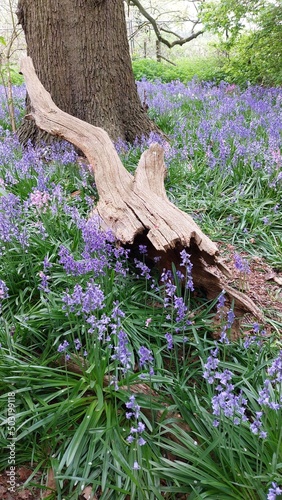 flowers in the garden