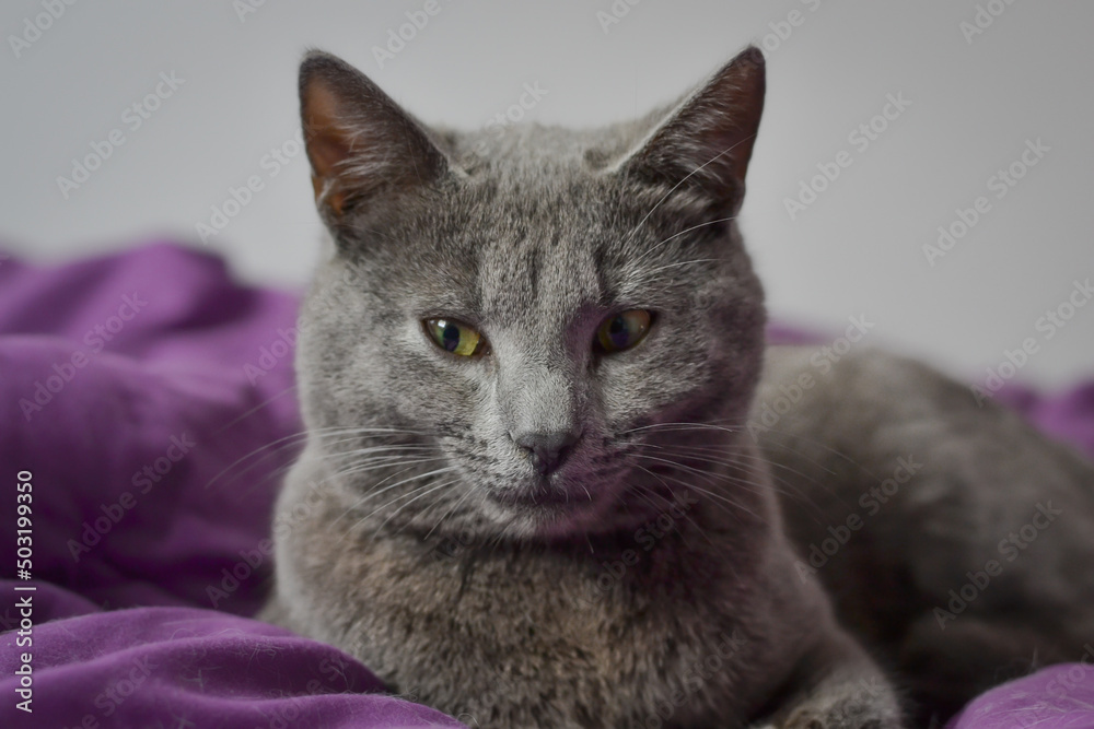 Russian blue cat sitting with its legs crossed and posing on a bed
