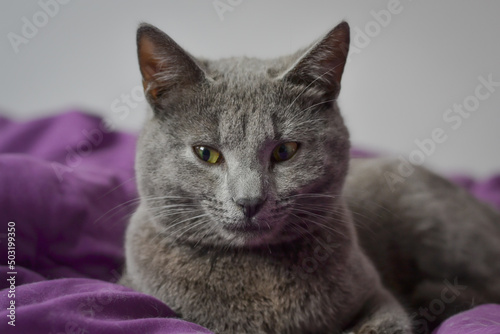 Russian blue cat sitting with its legs crossed and posing on a bed © Djordje