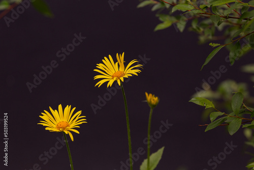 yellow daisies on a dark background