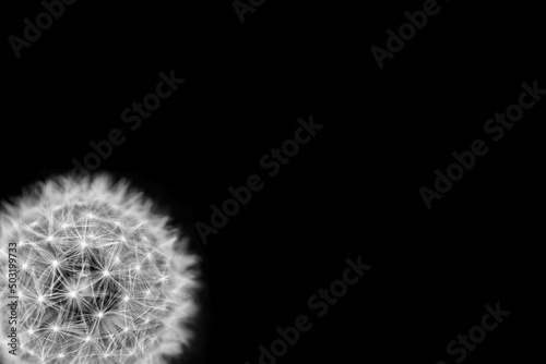 black and white dandelions white clouds