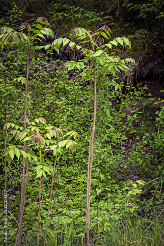 Aralia spinosa,a woody plant in the Araliaceae family,in May in the Italian Lazio region