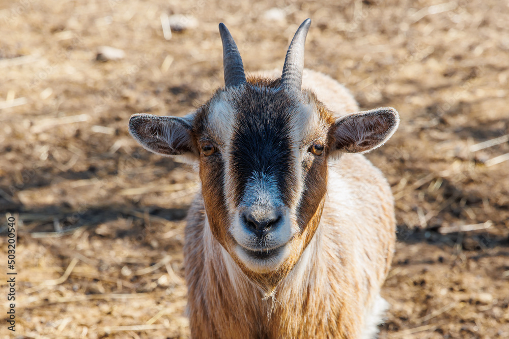 Close-up of a goat on an eco-farm