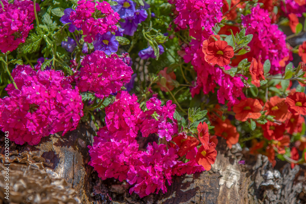 Magenta vervain flowers blooming in full sunlight Magenta vervain flowers blooming in full sunlight