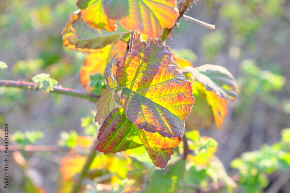 Obraz premium Foglie