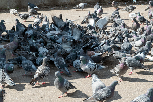 Many pigeons fighting for food in the city