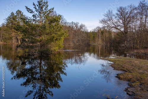 High water in early spring. Tree in the water. Landscape with a river and trees in the background. The sky is reflected in the river. appeasement.