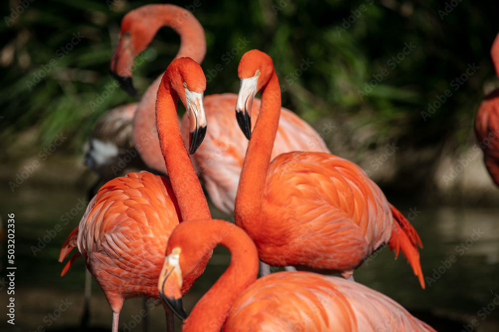 Beautiful Pink Flamingos in a Natural Profile Beautiful Pink Flamingos in a Natural Profile