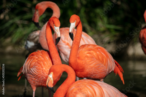Beautiful Pink Flamingos in a Natural Profile