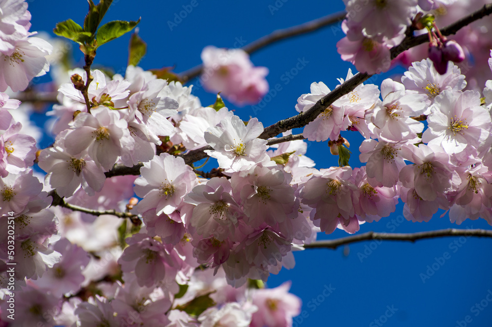 Beautiful cherry blossoms in park. Close-up of sakura tree full in blooming pink flowers in spring in a picturesque garden. Branches of the tree over sunny blue sky. Floral pattern texture, wallpaper Beautiful cherry blossoms in park. Close-up of sakura tree full in blooming pink flowers in spring in a picturesque garden. Branches of the tree over sunny blue sky. Floral pattern texture, wallpaper