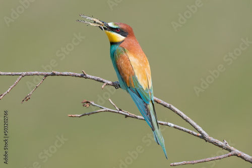  Colorful European bee-eater - Merops apiaster - perched with  butterfly in beak with green background. Photo from Dobruja in Bulgaria.