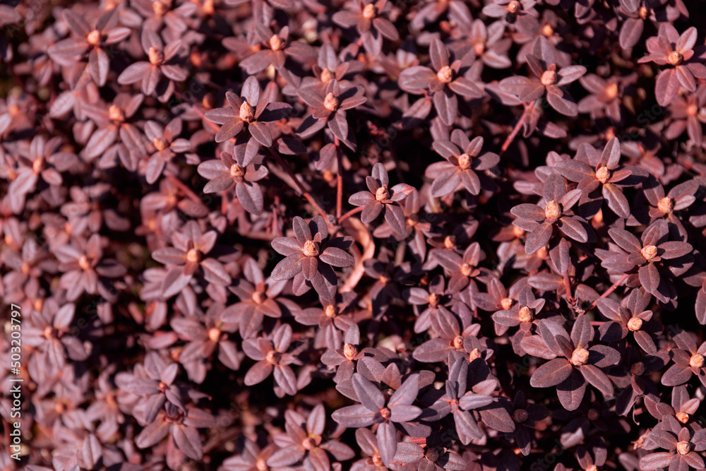 Red leaves on a bush in the garden