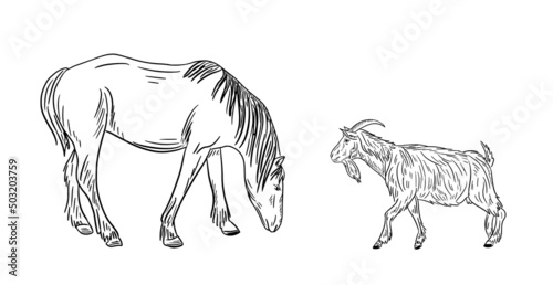 Fototapeta Naklejka Na Ścianę i Meble -  Horse and goat sketch. Doodle hand drawn livestock. Farming.Vector illustration.