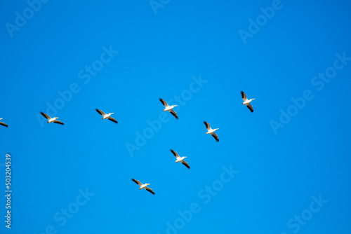 White Pelicans Flying in Formation in a Blue Sky