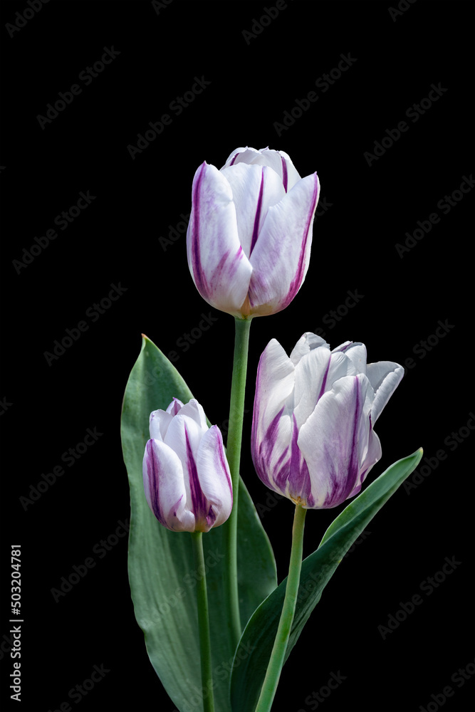 Pink and white big dutch tulip flowers. Isolated on black background. Pink and white big dutch tulip flowers. Isolated on black background.