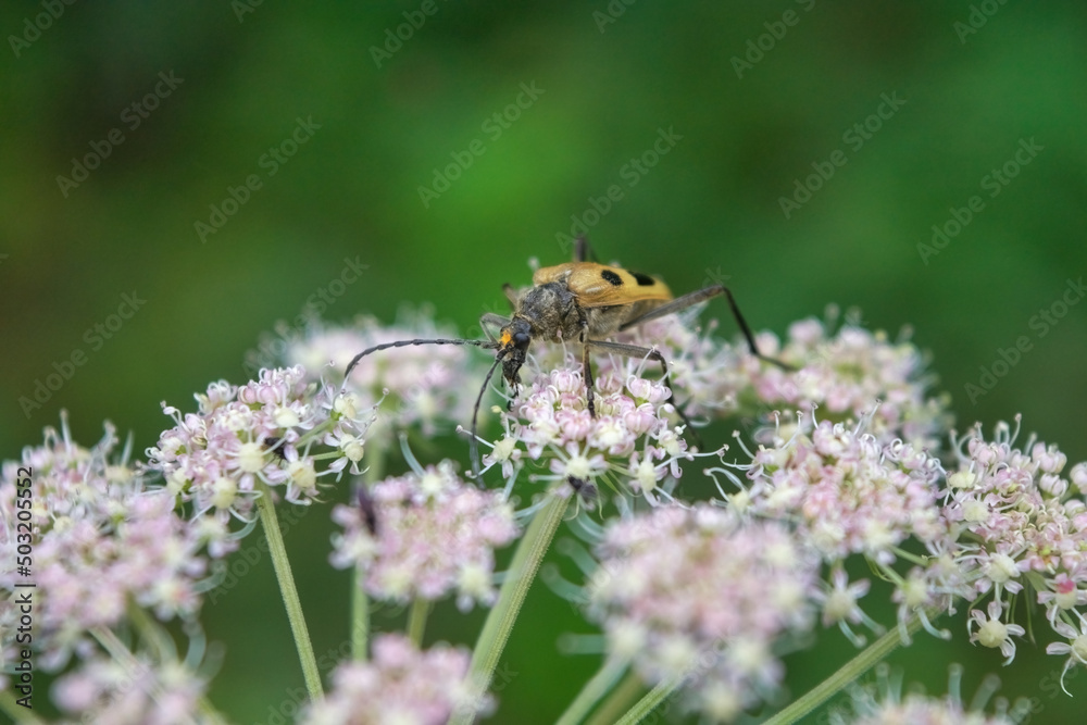 Beetle on a white wildflower on a blurry background. Beetle on a white wildflower on a blurry background.