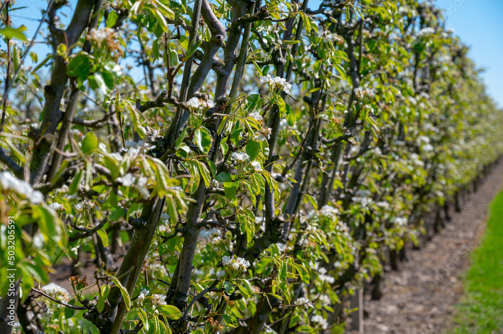 Spring white blossom of pear tree, fruit orchards in Betuwe, Netherlands