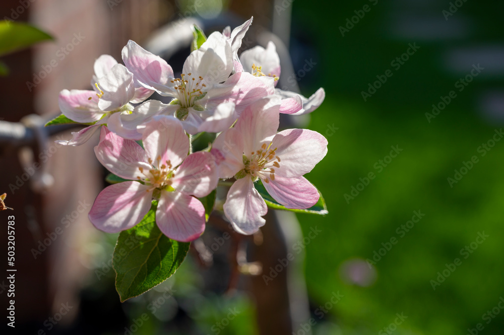 Spring blossom of apple tree, orchards with pink apple fruit flowers Spring blossom of apple tree, orchards with pink apple fruit flowers