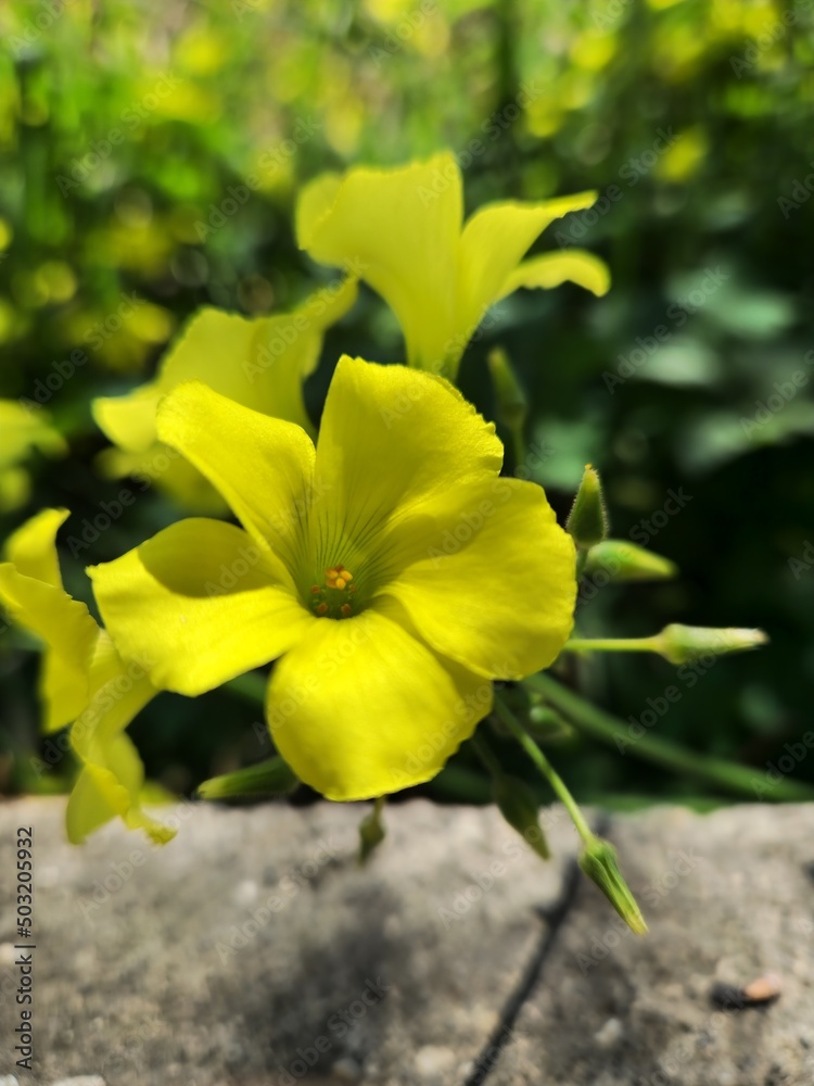 Fototapeta premium yellow flower in the garden