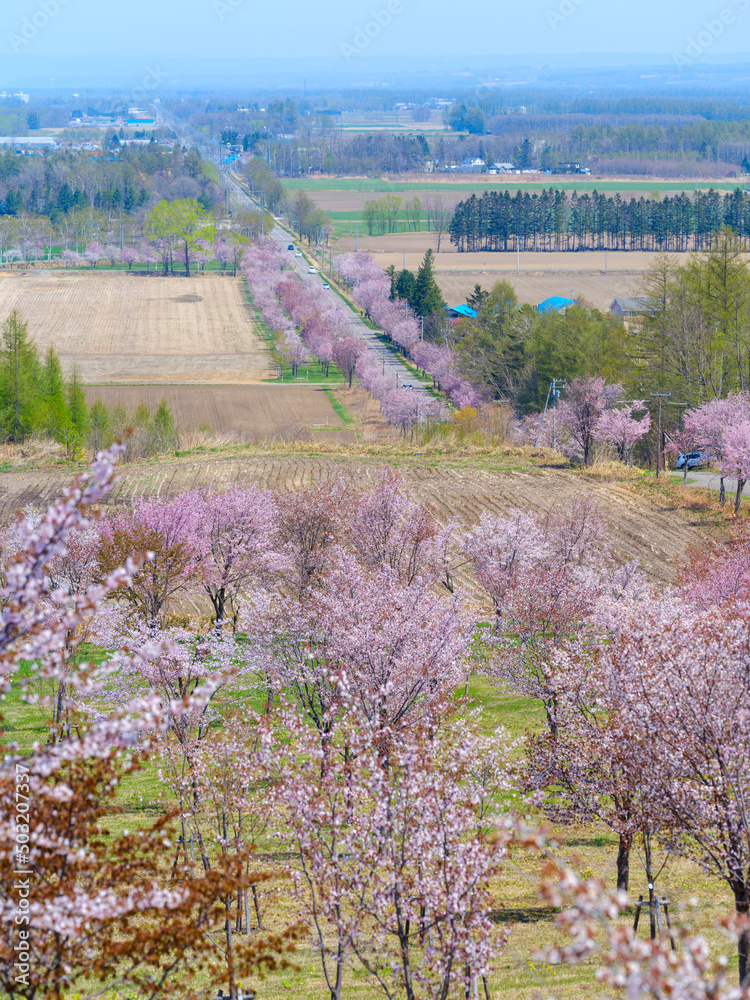 Obraz premium 中札内の桜
