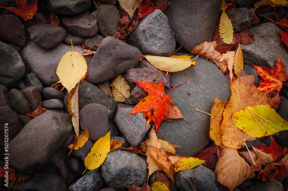 Colorful fallen and wet autumn leaves laying on black and gray rocks near a brook Colorful fallen and wet autumn leaves laying on black and gray rocks near a brook