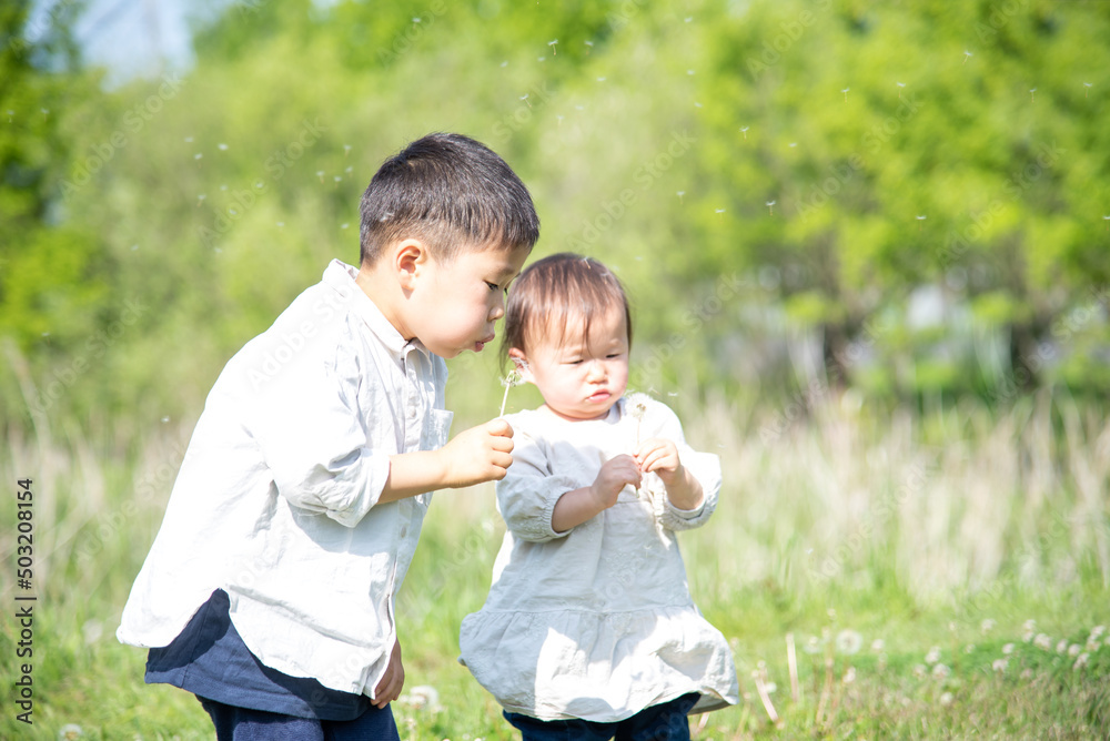 Fototapeta premium たんぽぽの綿毛を吹く5歳の男の子と1歳の女の子