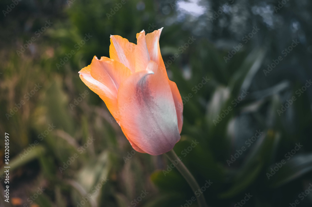 Fototapeta premium tulip in the garden