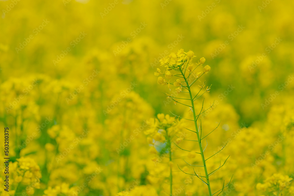 Selective focus of golden yellow flowers with sunlight, Rapeseed also known as Oilseed rape, White mustard (Sinapis alba) is an annual plant of the family Brassicaceae, Natural floral background. Selective focus of golden yellow flowers with sunlight, Rapeseed also known as Oilseed rape, White mustard (Sinapis alba) is an annual plant of the family Brassicaceae, Natural floral background.