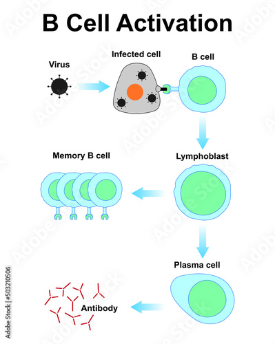 Scientific Designing Of B Cell Activation. The Germinal Centre Response in Immune System. Humoral Immunity. Colorful Symbols. Vector Illustration. photo
