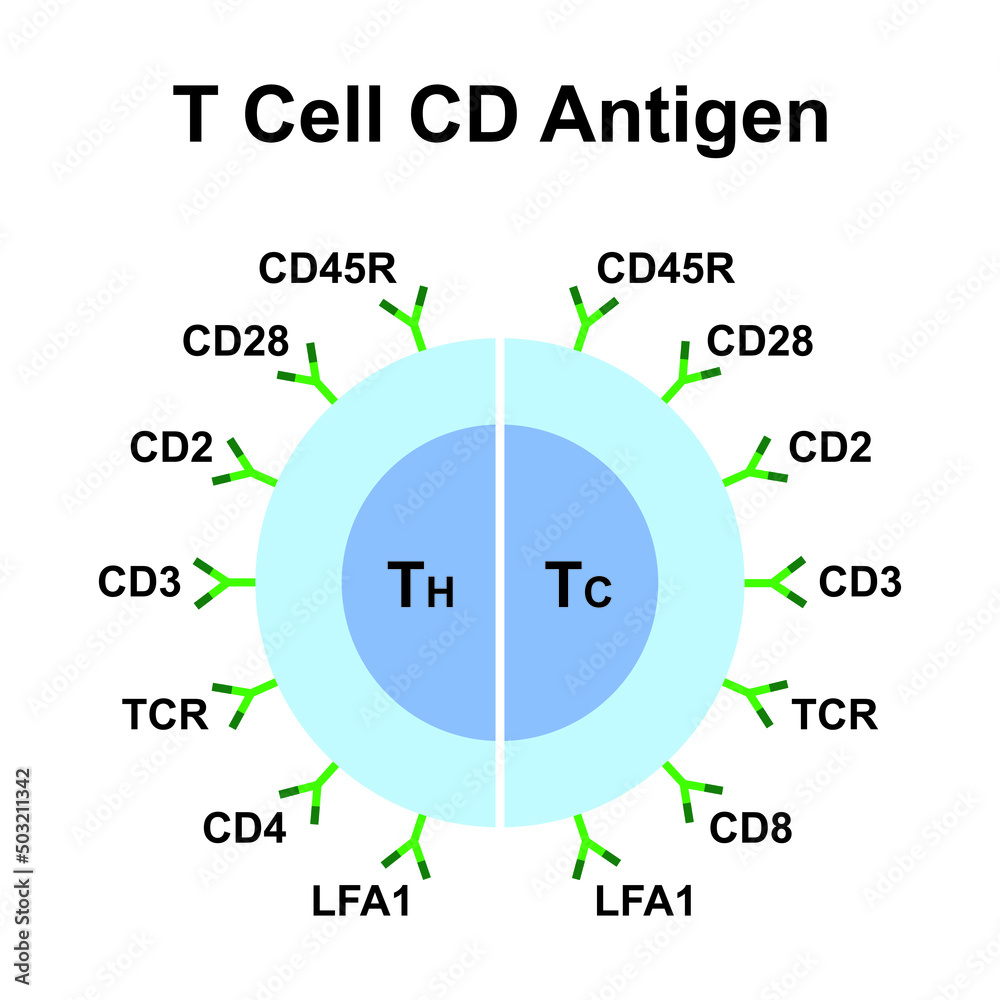 Scientific Designing of T Cell CD Antigen. Colorful Symbols. Vector ...