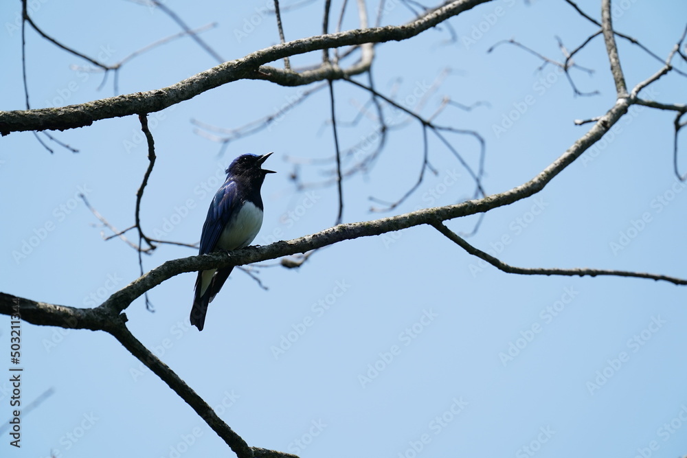 blue and white flycatcher on a branch blue and white flycatcher on a branch