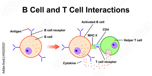 B Cell And T Cell Interaction in Immune System. Colorful Symbols. Vector Illustration. photo