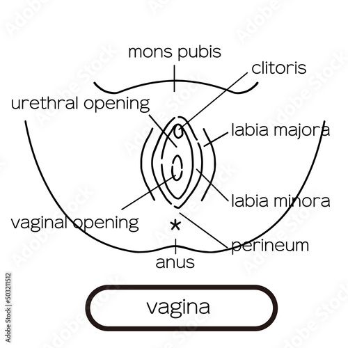vagina Clip art of female genitalia