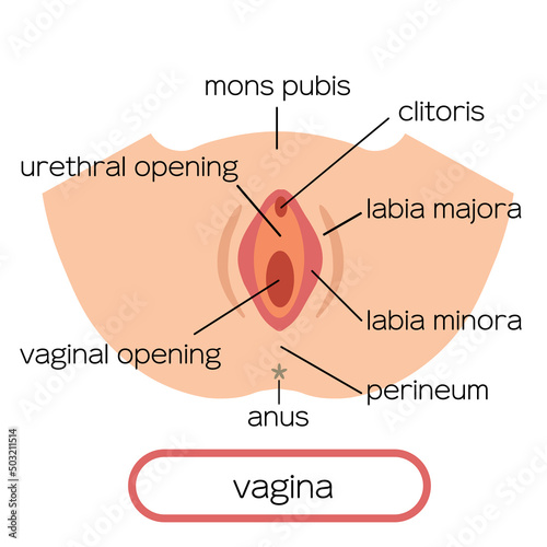 vagina Clip art of female genitalia