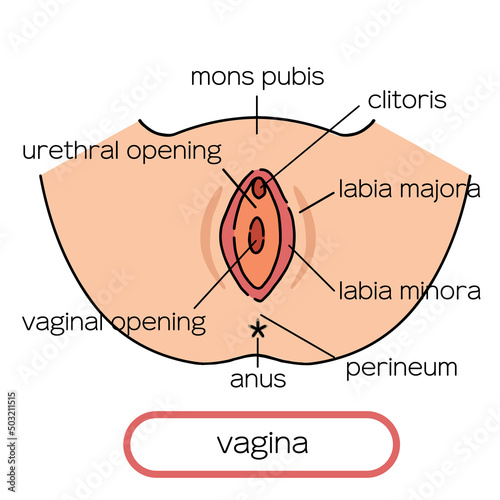 vagina Clip art of female genitalia