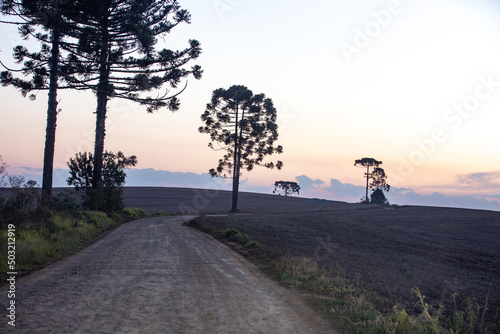 Araucaria angustifolia or "Paraná Pine" trees silhouette the landscape at sunset. Pinheiro do Paraná. Pinhão fruits . Prudentópolis 