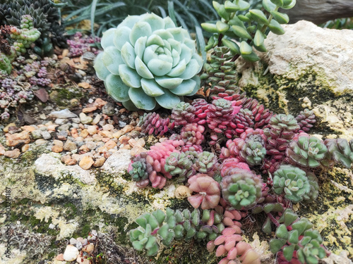 Different colorful Succulents cactus plants
